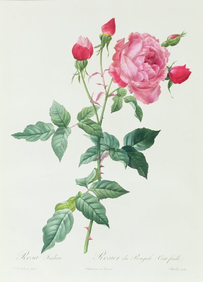 Rosa Indica by Pierre Joseph Redouté